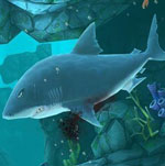 Игра Hungry Shark Evolution